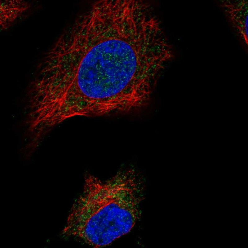 Anti-SDHAF1 Antibody