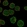 Anti-GALR1 Antibody