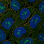 Anti-ZNF175 Antibody