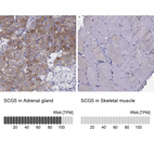 Anti-SCG5 Antibody