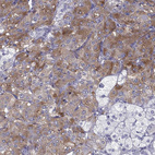 Immunohistochemical staining of human adrenal gland shows moderate cytoplasmic positivity in endocrine glandular cells.