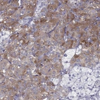 Immunohistochemical staining of human adrenal gland shows moderate cytoplasmic positivity in endocrine glandular cells.