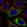 Anti-MFF Antibody