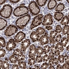 Immunohistochemical staining of human stomach shows high expression.