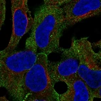 Immunofluorescent staining of human cell line HEK 293 shows localization to plasma membrane.
