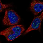 Anti-C8orf46 Antibody