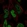 Anti-FGGY Antibody