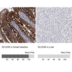 Anti-SLC2A5 Antibody