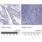 Anti-FSCN3 Antibody