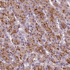 Immunohistochemical staining of human adrenal gland shows high expression.