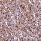 Immunohistochemical staining of human adrenal gland shows high expression.