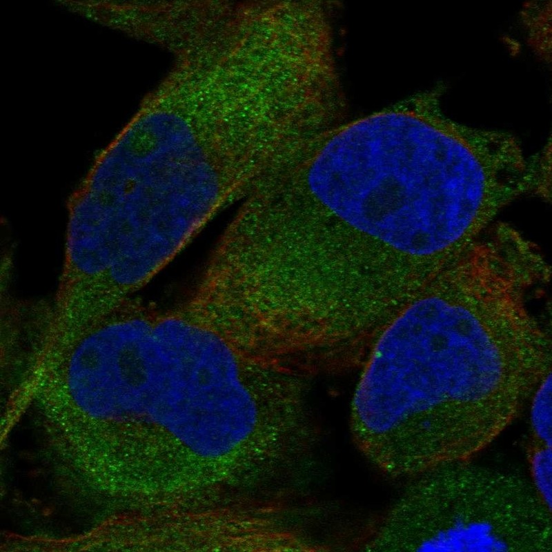 Anti-SHTN1 Antibody