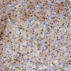 Immunohistochemical staining of human adrenal gland shows high expression.