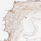 Anti-COL9A2 Antibody