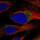 Immunofluorescent staining of human cell line U-2 OS shows localization to mitochondria.