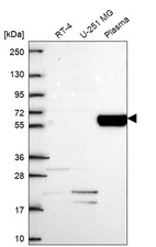 Anti-COL9A2 Antibody