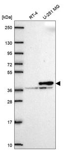 Anti-CNN2 Antibody