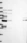 Anti-LSR Antibody