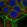 Anti-LSR Antibody