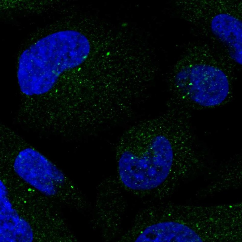 Anti-SMIM3 Antibody