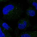 Anti-SMIM3 Antibody
