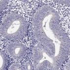 Immunohistochemical staining of human Endometrium shows no positivity in glandular cells as expected.