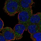 Anti-ALS2 Antibody