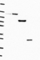 Anti-TMEM59 Antibody