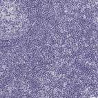 Immunohistochemical staining of human lymph node shows no positivity in non-germinal center cells as expected.