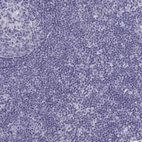 Immunohistochemical staining of human lymph node shows no positivity in non-germinal center cells as expected.