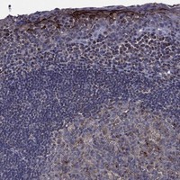 Anti-GPR183 Antibody