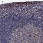 Anti-GPR183 Antibody