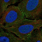 Anti-PLXNA4 Antibody