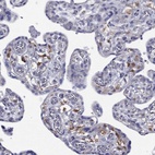 Immunohistochemical staining of human placenta shows high expression.