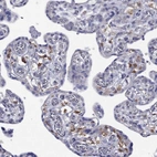 Immunohistochemical staining of human placenta shows high expression.
