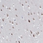 Anti-RBFOX3 Antibody