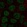 Anti-TBX3 Antibody