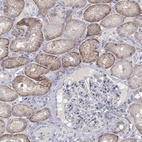 Immunohistochemical staining of human kidney shows high expression.