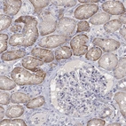 Immunohistochemical staining of human kidney shows high expression.