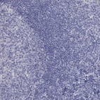 Immunohistochemical staining of human tonsil shows low expression as expected.