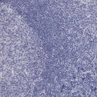 Immunohistochemical staining of human tonsil shows low expression as expected.