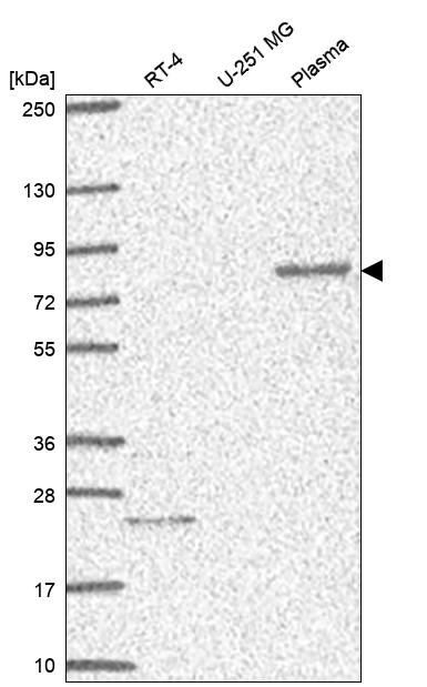 Anti-MCTP1 Antibody