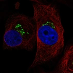Immunofluorescent staining of human cell line GAMG shows localization to the Golgi apparatus.