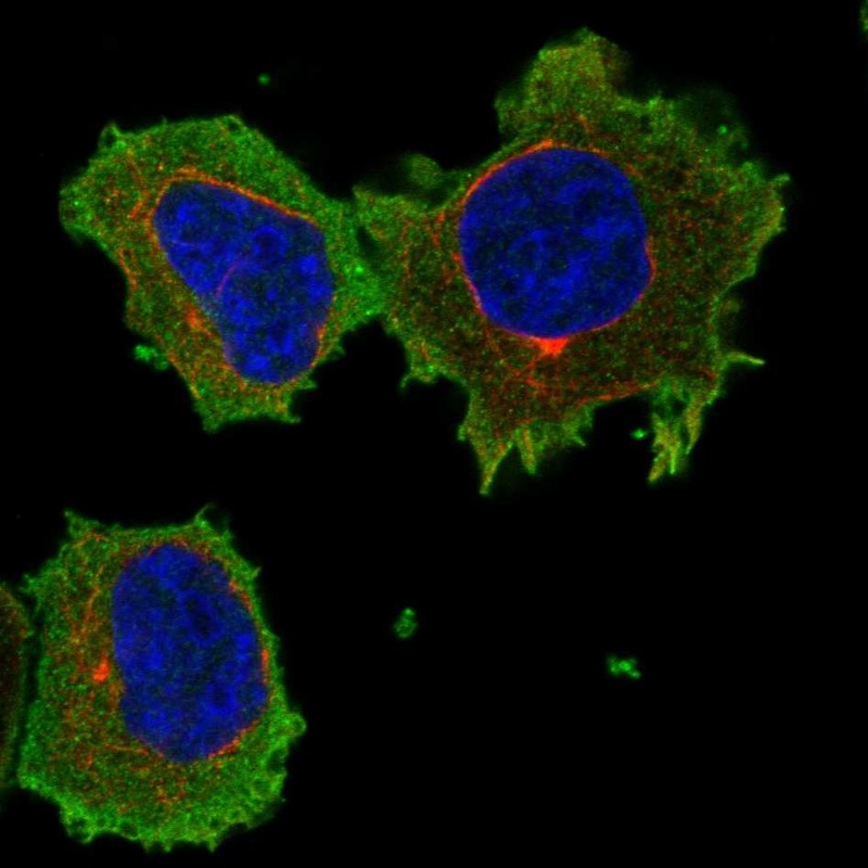 Anti-ARHGAP17 Antibody