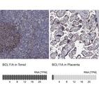 Anti-BCL11A Antibody