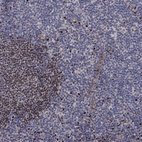 Immunohistochemical staining of human tonsil shows high expression.