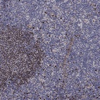 Anti-BCL11A Antibody