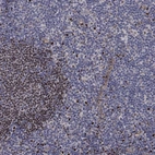 Immunohistochemical staining of human tonsil shows high expression.
