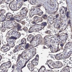 Immunohistochemical staining of human placenta shows low expression as expected.