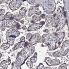 Immunohistochemical staining of human placenta shows low expression as expected.